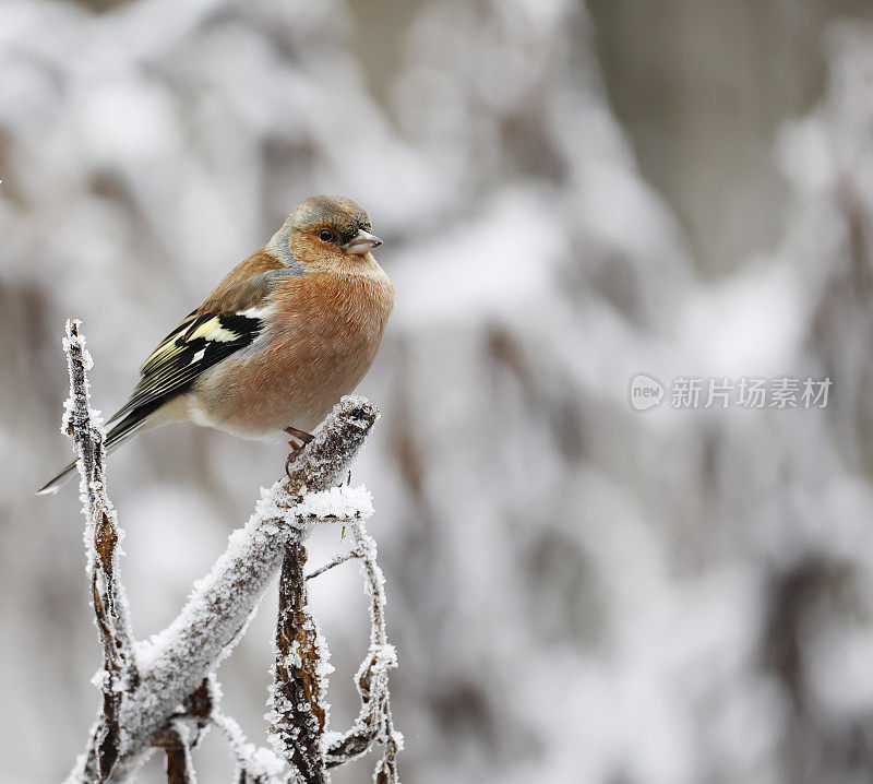 冬天的苍头燕雀(Fringilla coelebs)